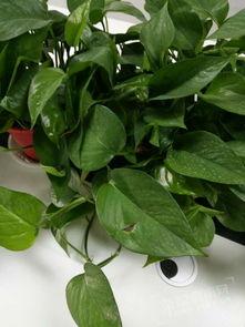 花花吃瓜娱乐,揭秘娱乐圈幕后故事